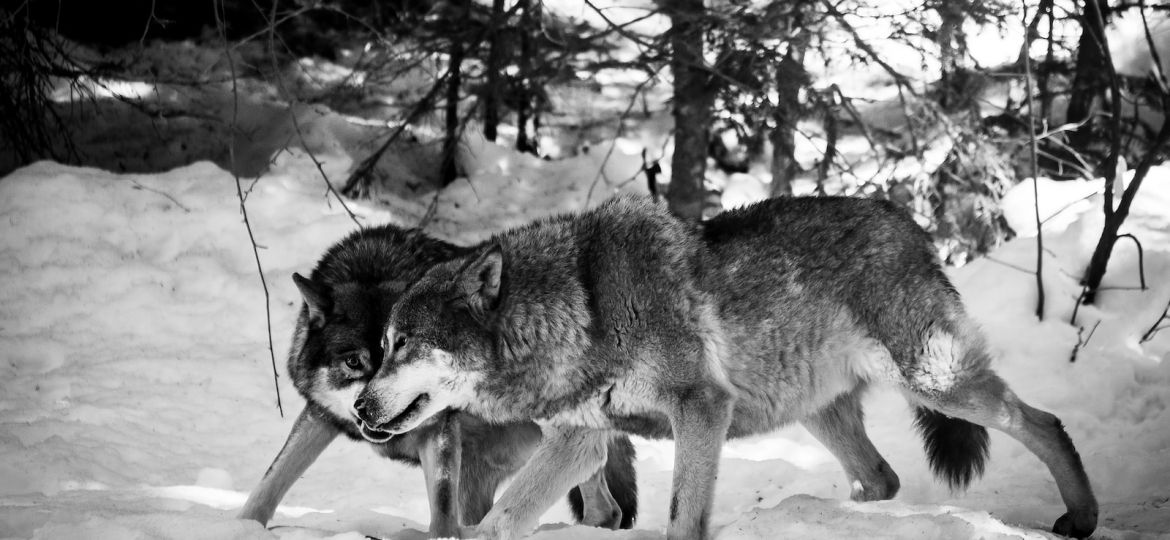 two wolves on snow