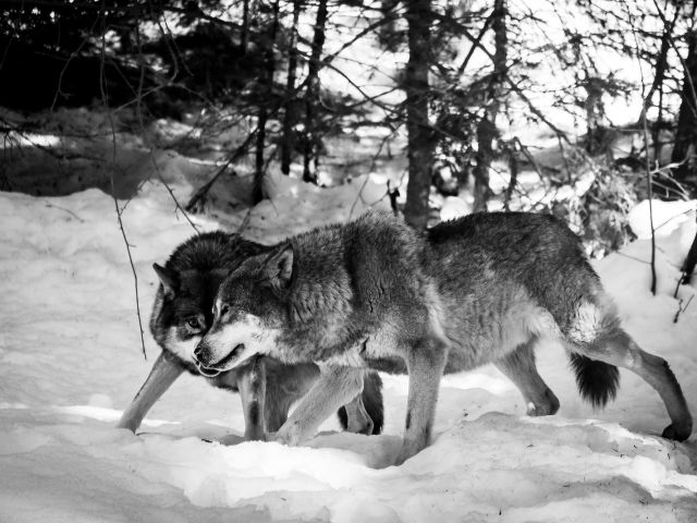 two wolves on snow
