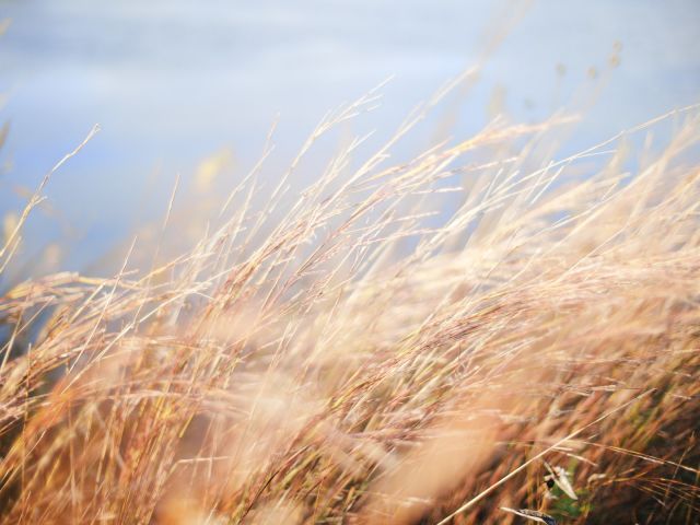 selective photo of a wheat